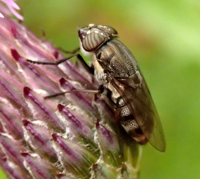 Dittero da Id.